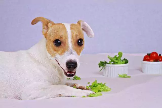 ¿Pueden los perros comer lechuga? ¿Es necesario cocinar a los perros para que coman verduras?