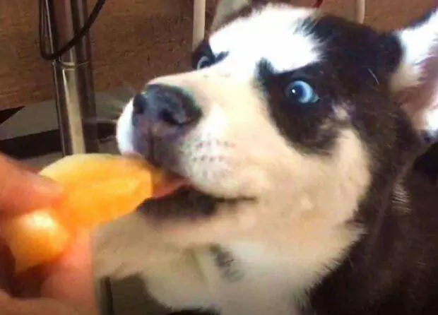 ¿Pueden los perros comer melón? Contraindicaciones alimentarias de los perros