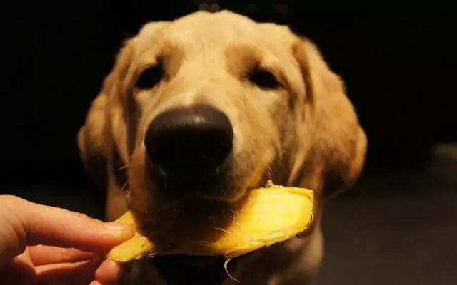 ¿Pueden los perros comer mangos? ¿Cuáles son los beneficios de dar mangos a los perros?