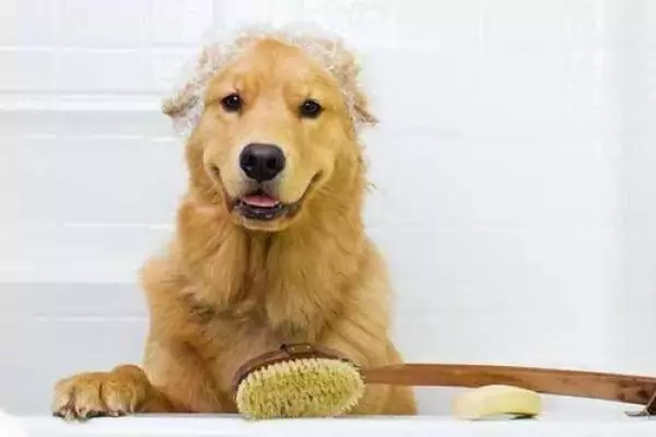 Cómo bañar a un perro