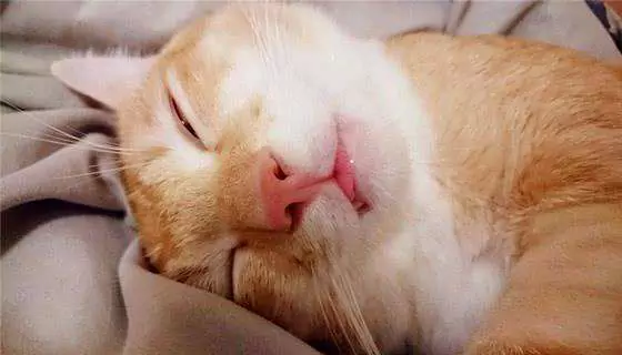 ¿Roncan los gatos? ¿Es normal que los gatos ronquen mientras duermen?