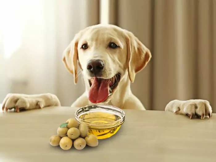 ¿Pueden los perros comer aceitunas? ¿Qué beneficios aportan las aceitunas a los perros?
