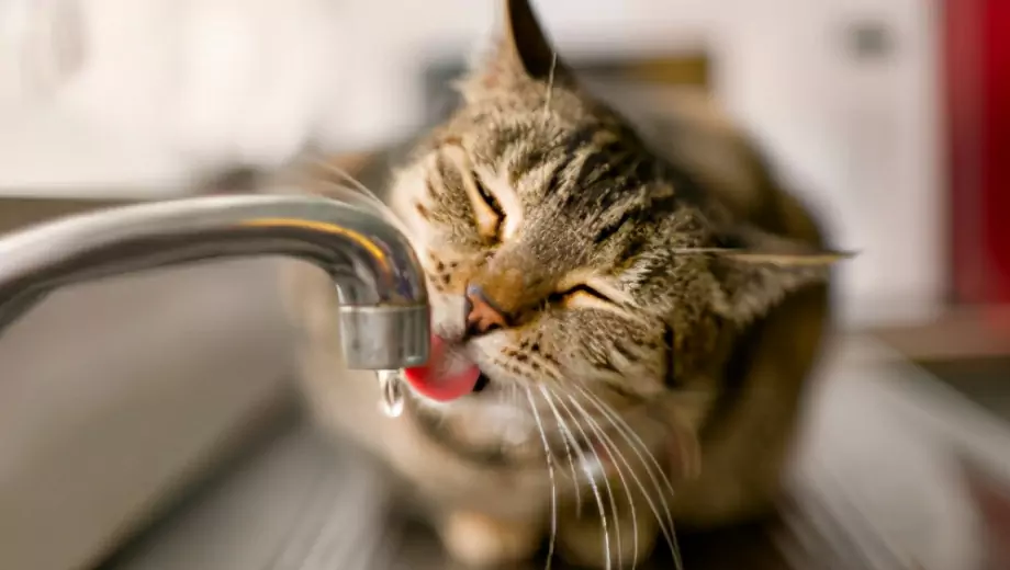 ¿Por qué a los gatos no les gusta el agua? Razones por las que los gatos tienen miedo al agua