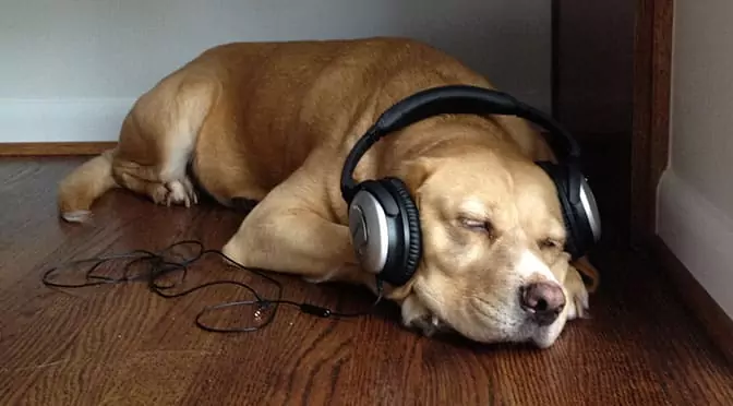 ¿A los perros les gusta la música? ¿Qué tipo de música les gusta a los perros?