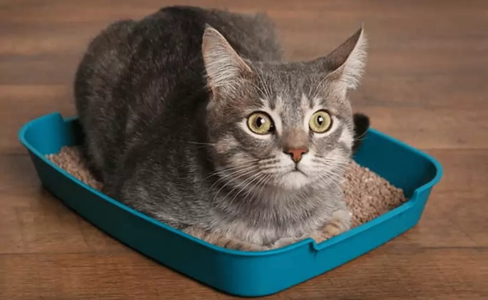 ¿Cómo eliminar el olor a orina de gato de la ropa? Cómo eliminar las manchas de orina de gato