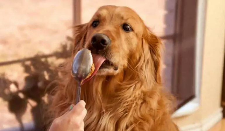 ¿Pueden los perros comer mantequilla de cacahuete? ¿Es saludable que los perros coman mantequilla de cacahuete?