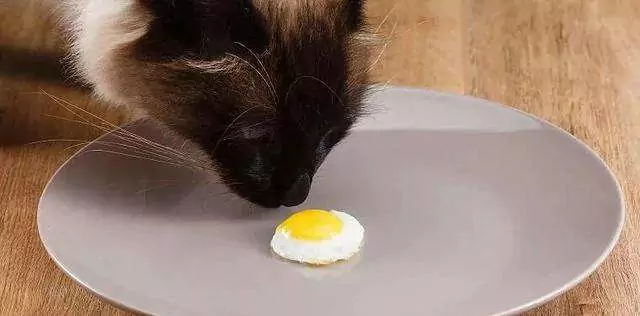 ¿Pueden los gatos comer huevos? Alimentos contraindicados para los gatos