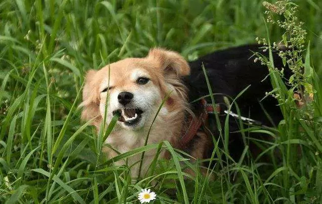 ¿Por qué mi perro come hierba? Formas de inducir el vómito en los perros