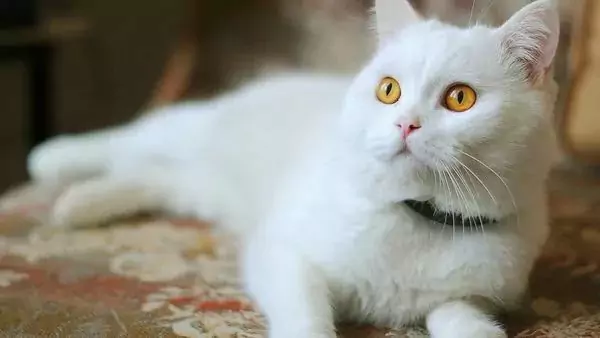 ¿Cómo eliminar las pulgas de los gatos de forma natural? ¿Por qué los gatos tienen pulgas en su cuerpo?