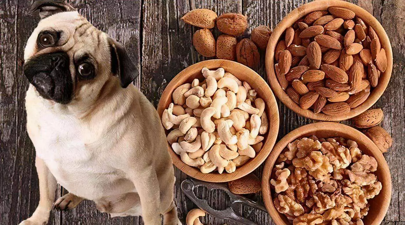 ¿Pueden los perros comer pistachos? Qué hacer si su perro come pistachos