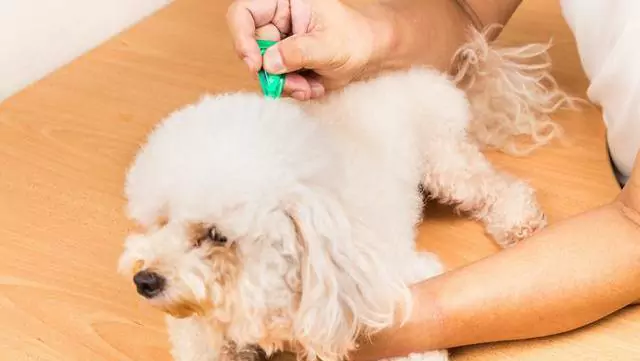 ¿Cómo eliminar las pulgas de los perros? ¿Cómo prevenir y eliminar las pulgas en los perros?
