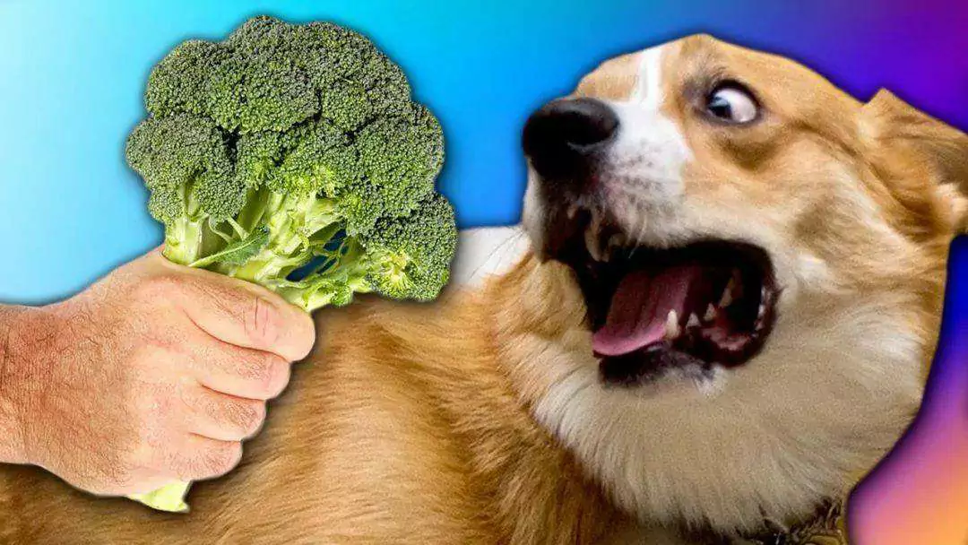 ¿Pueden los perros comer brócoli? Beneficios del brócoli para los perros