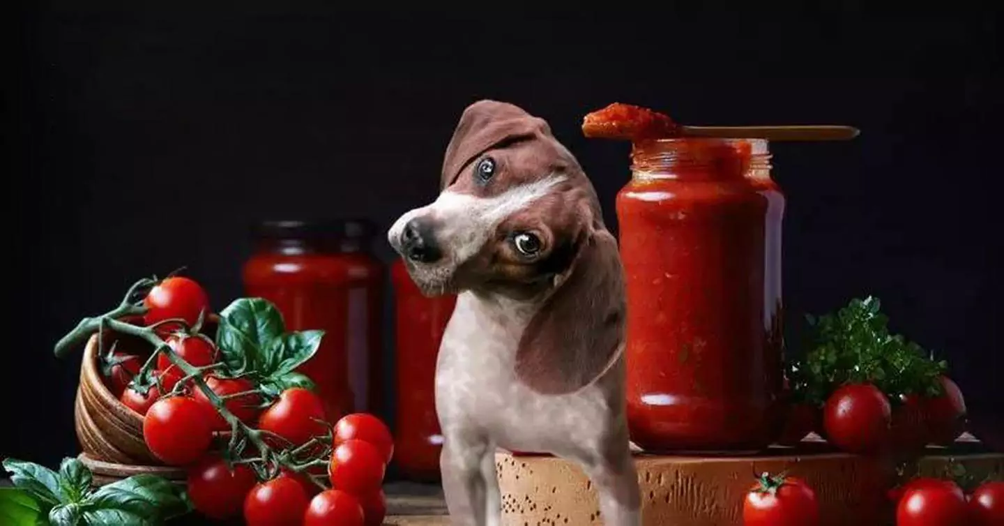 ¿Pueden los perros comer tomates? ¿Cuáles son los beneficios del tomate para los perros?