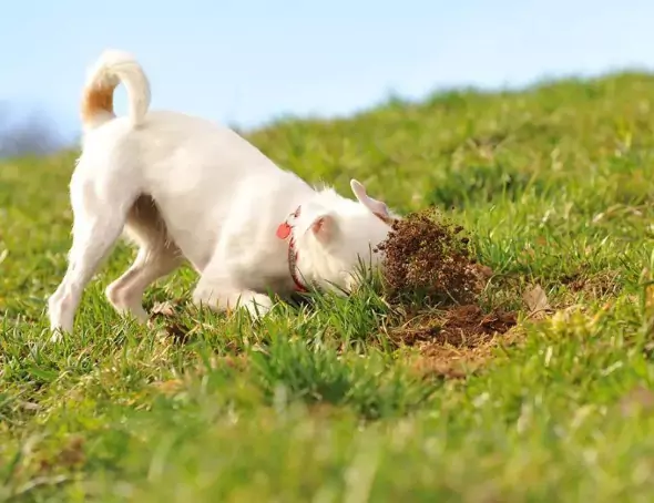 ¿Por qué mi perro come tierra? ¿Las 5 razones por las que los perros comen tierra?
