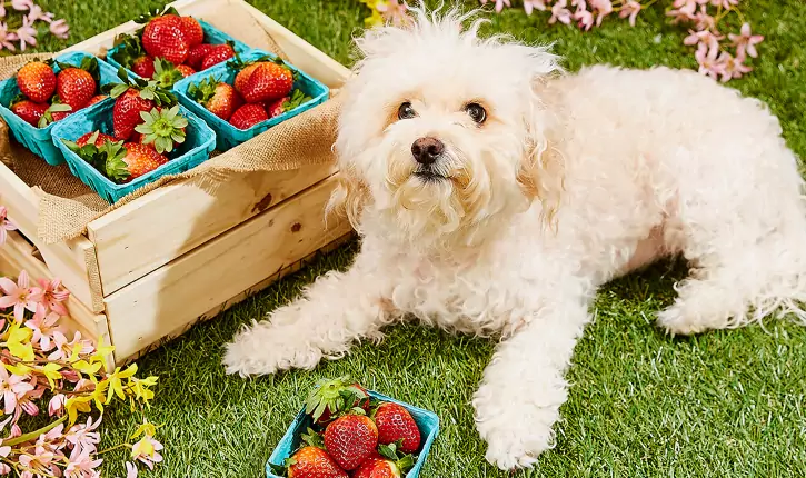 Qué frutas pueden comer los perros?