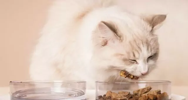 ¿Pueden los gatos comer pavo? ¿Cuáles son los beneficios de la carne de pavo para los gatos?