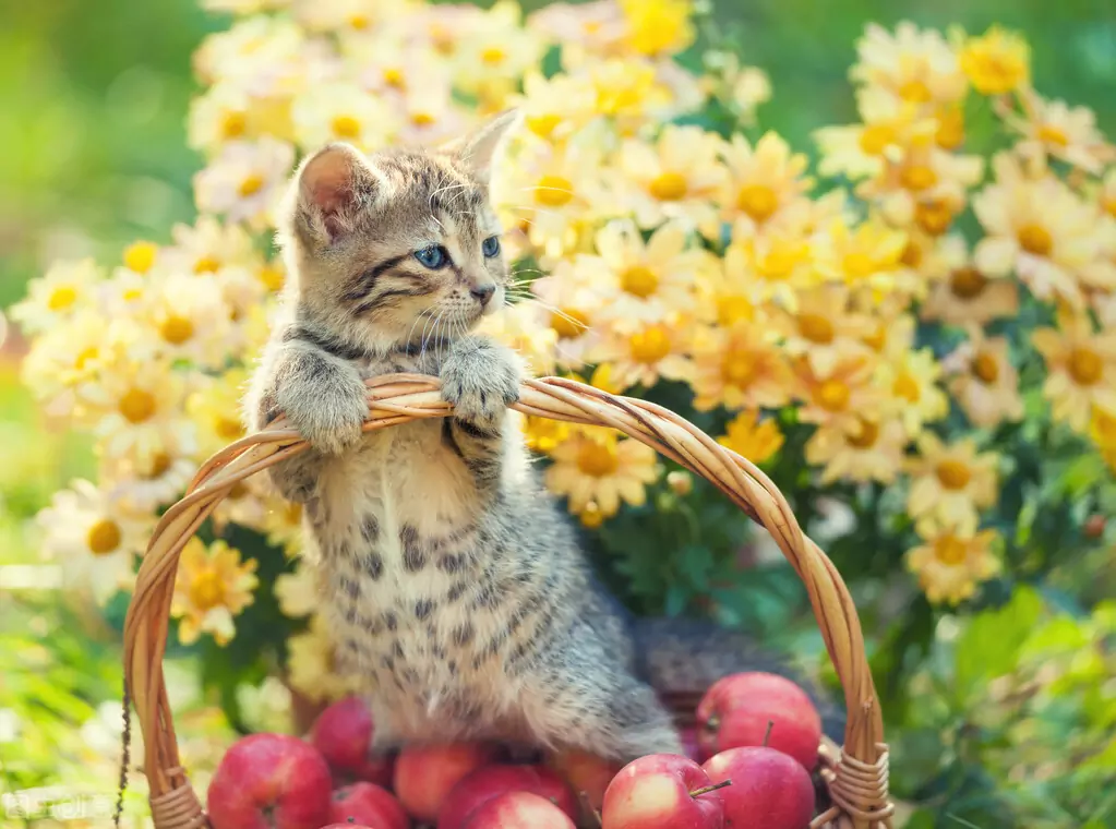 ¿Pueden los gatos comer manzanas? Los beneficios de que los gatos coman manzanas