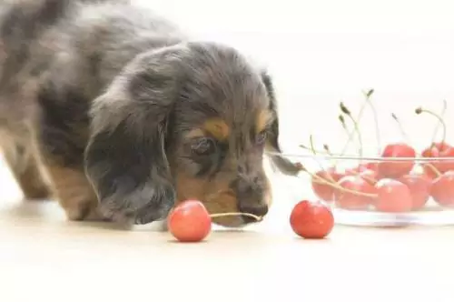 ¿Pueden los perros comer cerezas? ¿Qué malos efectos tienen las cerezas en los perros?