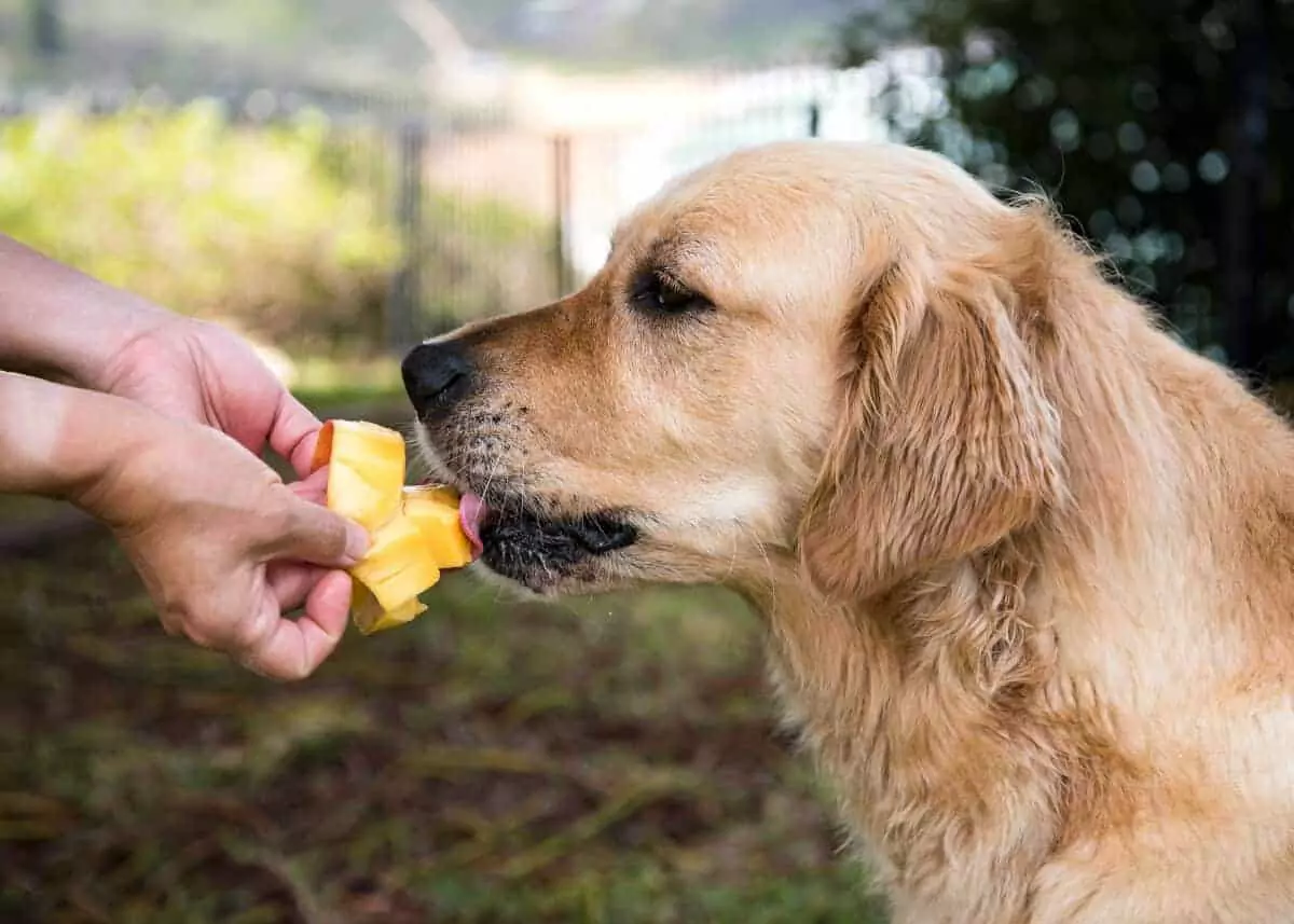 ¿Son buenos los mangos para los perros? ¿Cuáles son los beneficios de dar mangos a los perros?