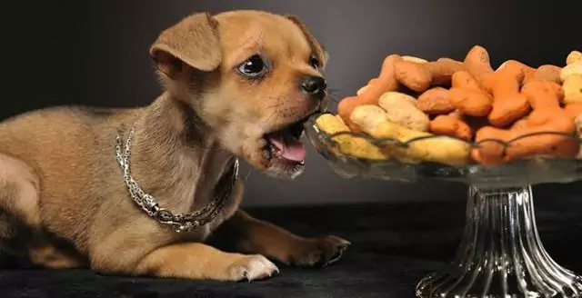 ¿Pueden los perros comer frutos secos? ¿Los frutos secos y las semillas son malos para los perros?