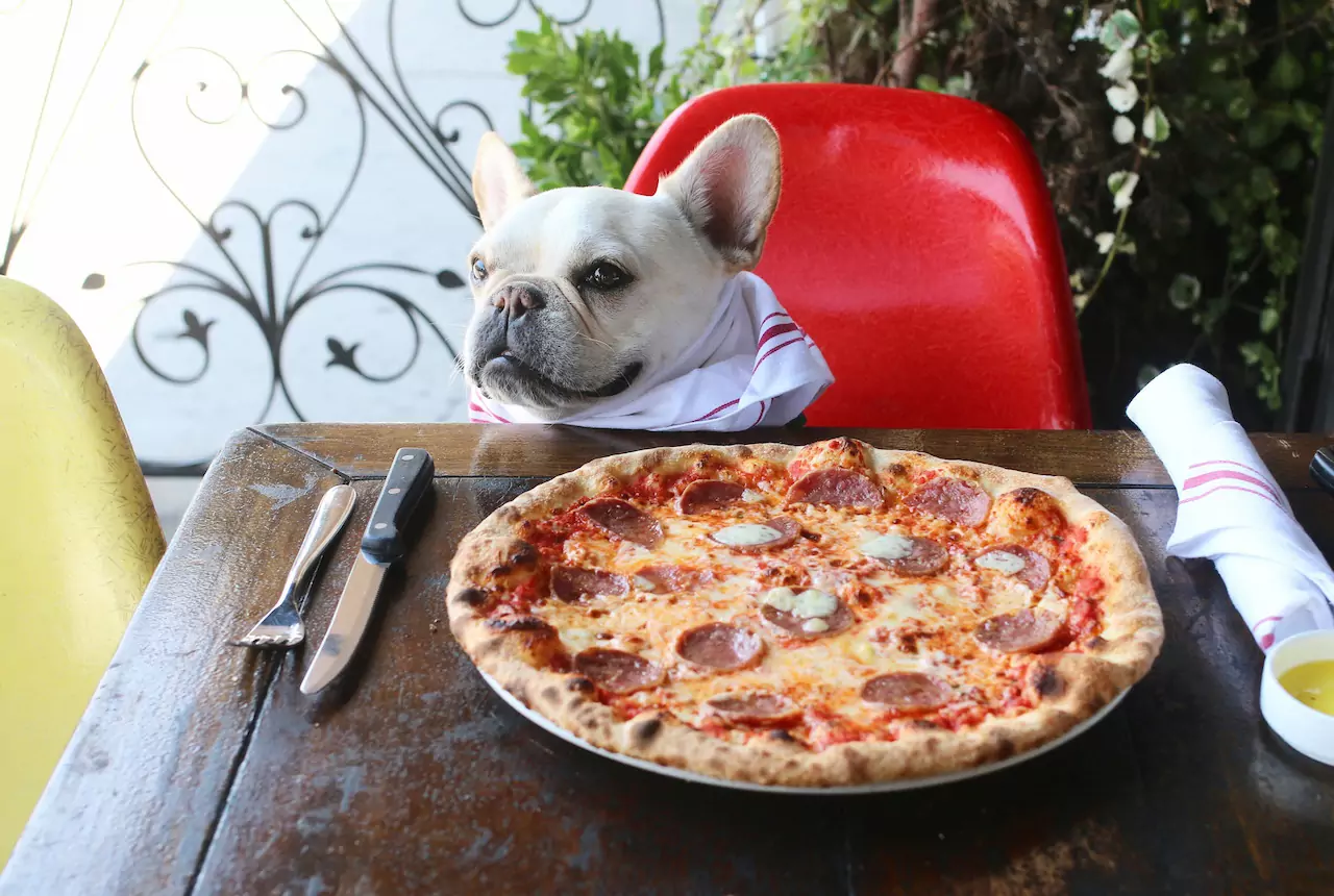 ¿Pueden los perros comer pizza? ¿Los ingredientes de la pizza son perjudiciales para los perros?