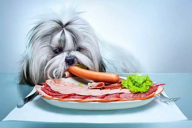 ¿Pueden los perros comer tocino crudo? ¿Es el bacon malo para los perros?