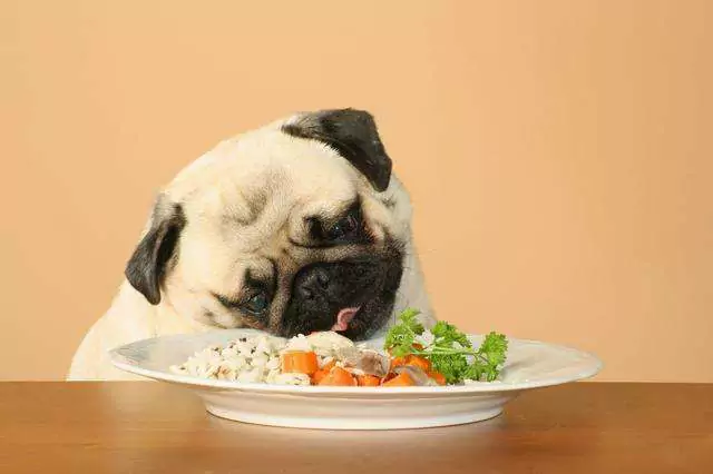 ¿Pueden los perros comer arroz? ¿Es correcto que los perros coman arroz con regularidad?