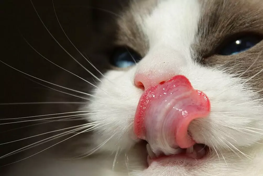 ¿Por qué la lengua del gato es áspera?