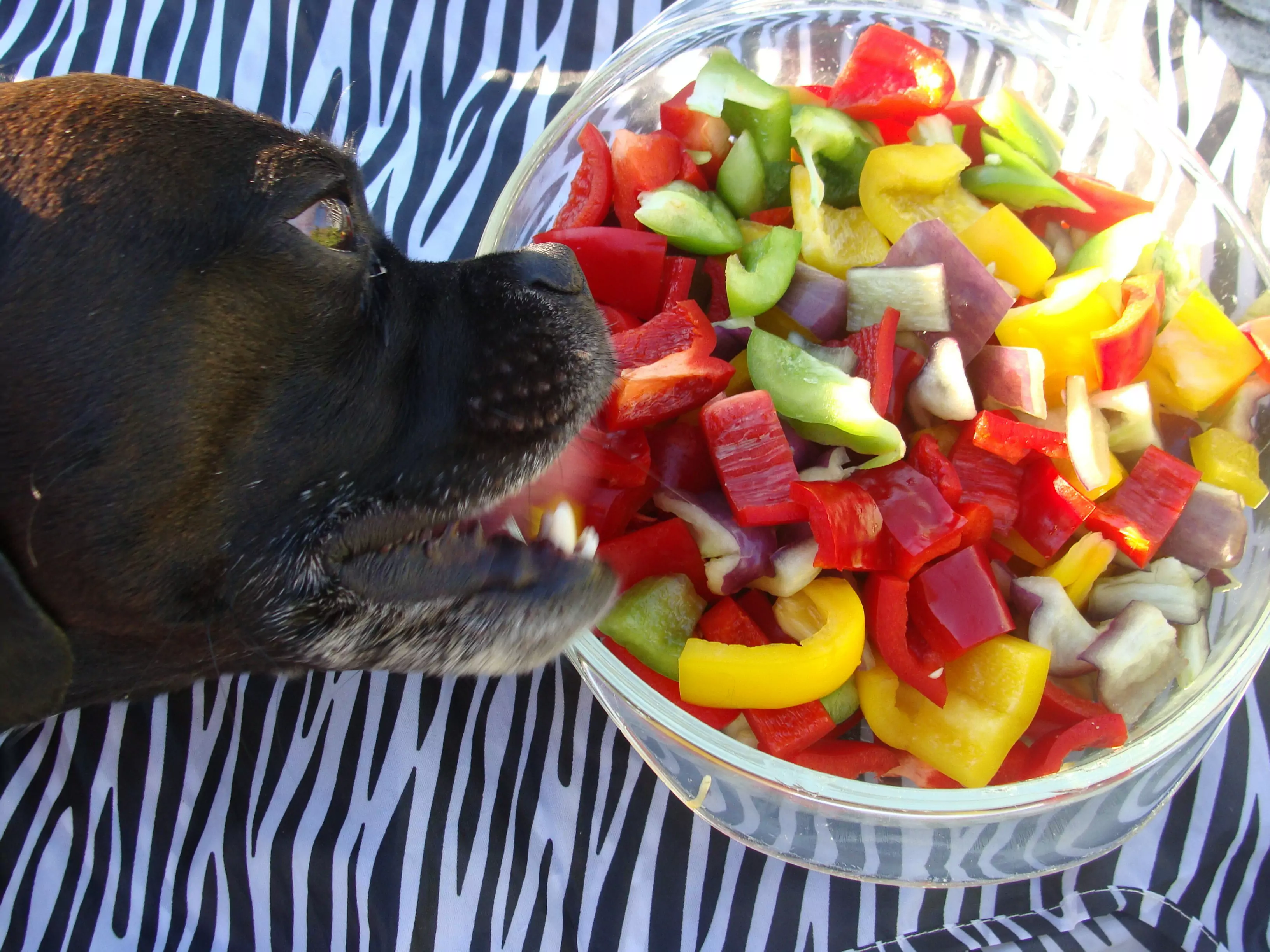 ¿Pueden los perros comer chiles?
