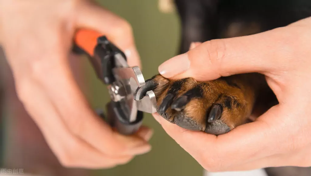 ¿Cómo cortar las uñas del perro? ¿Los peligros de las uñas de los pies demasiado largas en los perros?