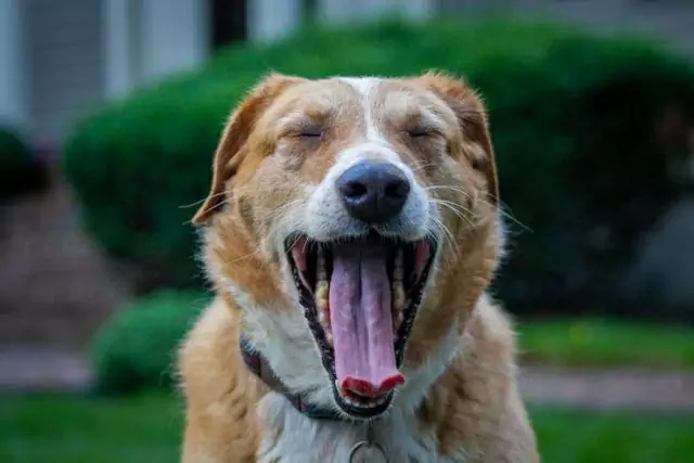 ¿Por qué bostezan los perros? ¿Cómo ayudar a un perro que bosteza todo el tiempo?