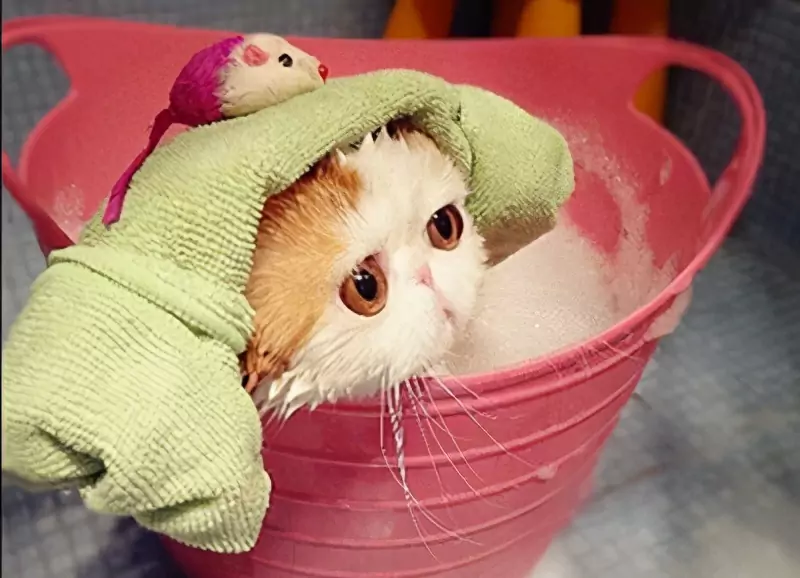 ¿Cómo bañar a un gato? Beneficios y desventajas de bañar a los gatos
