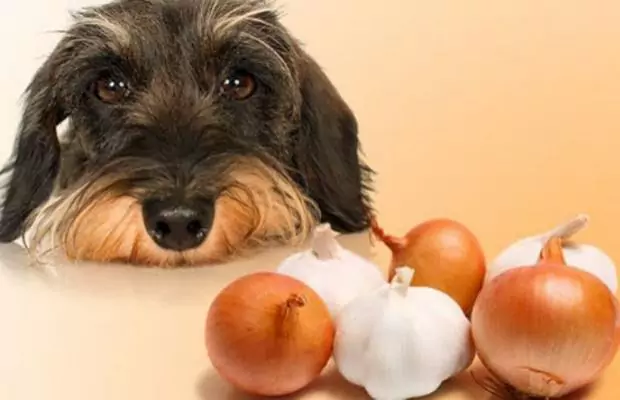 Los perros pueden comer ajo？Cómo preparar el ajo para tu perro？