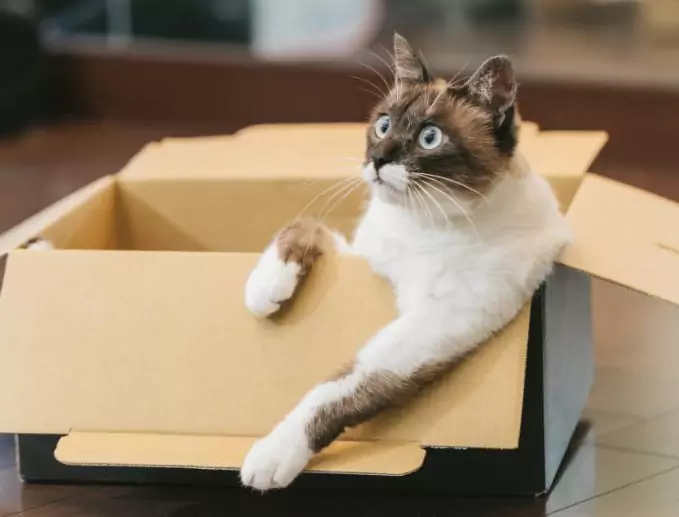 ¿Por qué los gatos derraman objetos? Mantener a los gatos alejados de los objetos