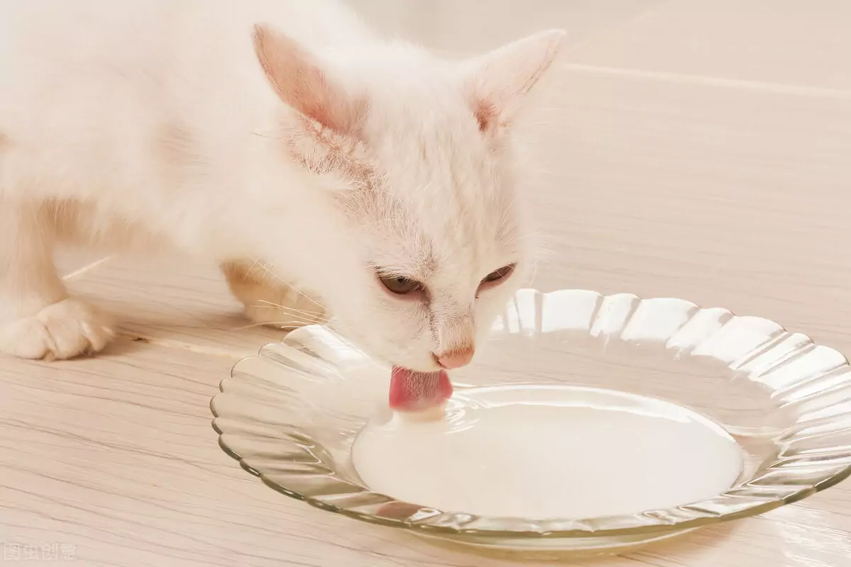 ¿Qué alimentos humanos pueden comer los gatos? ¿Alimentos buenos para los gatos?