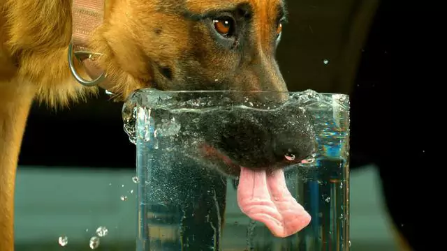¿Cómo puedo saber si mi perro está deshidratado?
