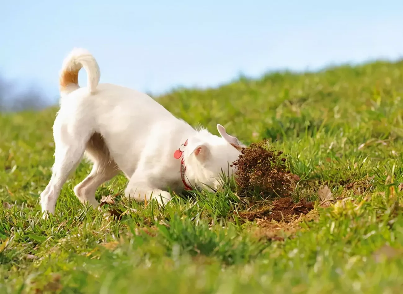 ¿Por qué los perros comen hierba? ¿Por qué los perros comen hierba?