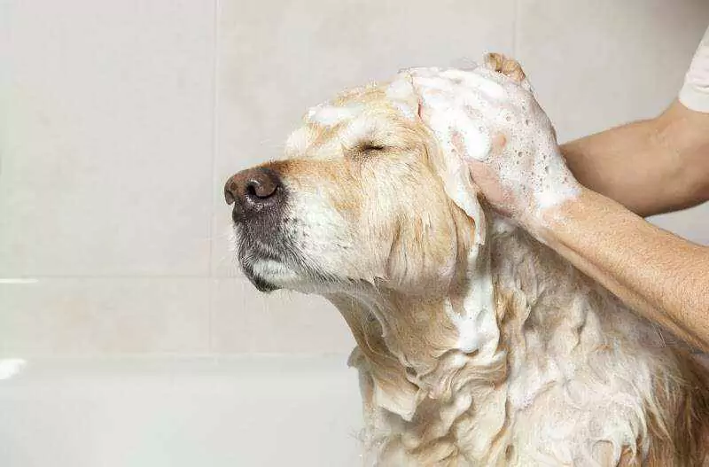 ¿Con qué frecuencia debo bañar a mi perro? Tener un cachorro sugiere bañarlo en casa