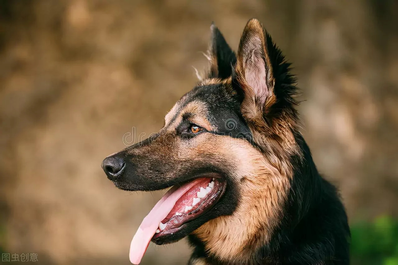 ¿Cómo se contagian los perros de los ácaros del oído? Causas de los ácaros del oído en los perros