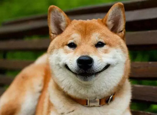 ¿Pueden los perros sonreír?