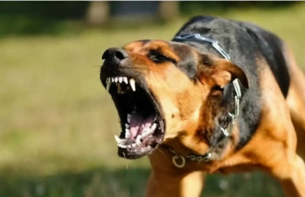 ¿Cómo prevenir las mordeduras de perro? ¿Cómo entrenar a su perro para que deje de morder?