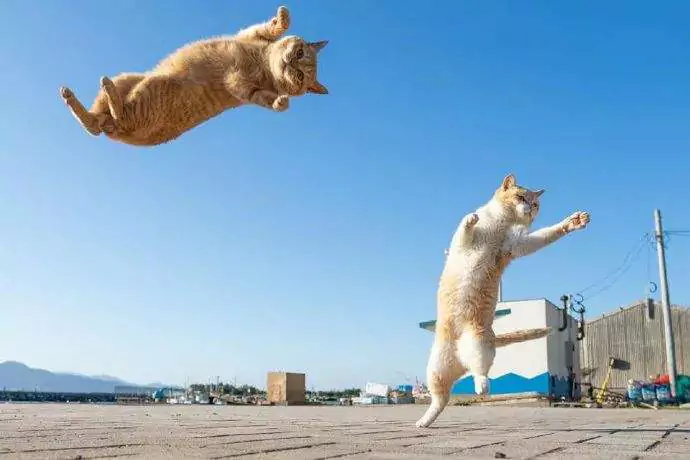¿A qué altura pueden saltar los gatos? ¿Hasta dónde pueden saltar los gatos?