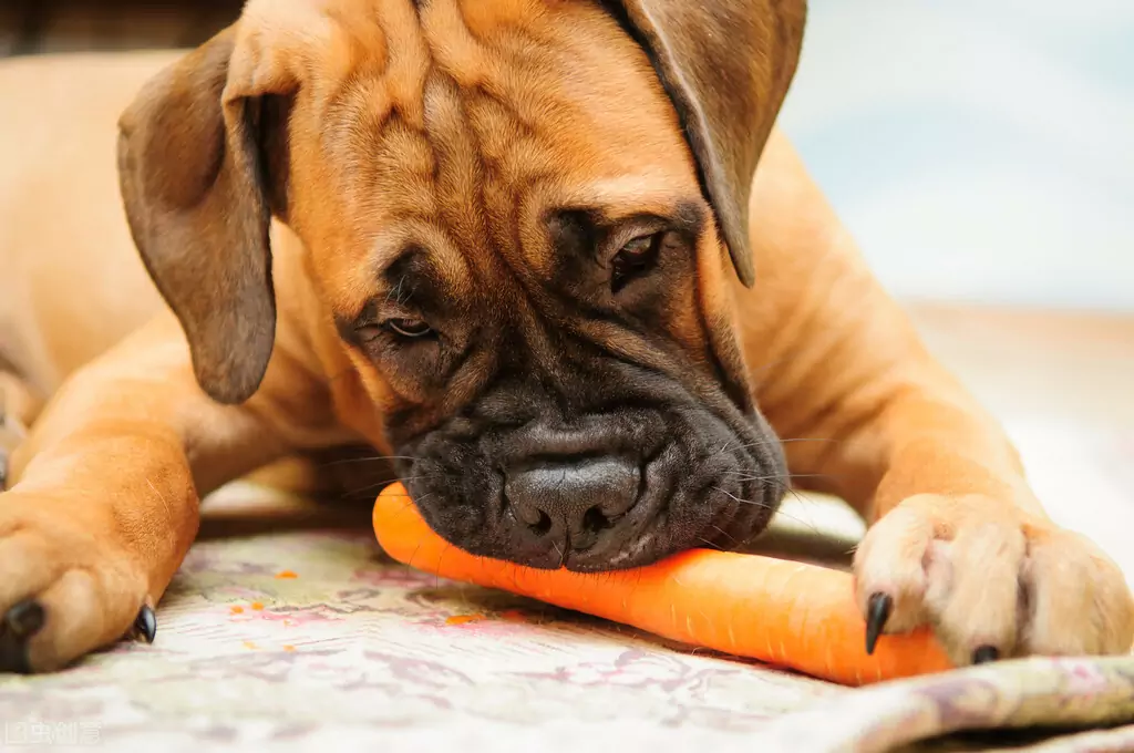 ¿Son buenas las zanahorias para los perros? ¿Cuáles son los valores nutricionales de las zanahorias?