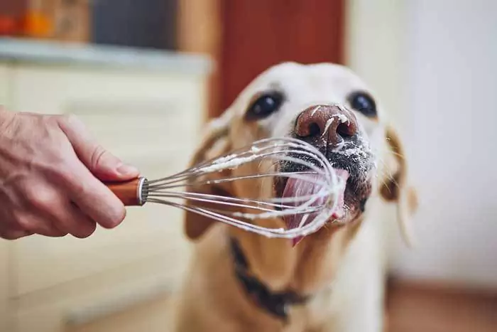 ¿Pueden los perros comer nata? ¿Es la nata mala para los perros?