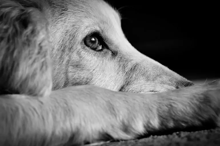 ¿Pueden los perros comer cebollas cocidas? Por qué las cebollas son un veneno para los perros