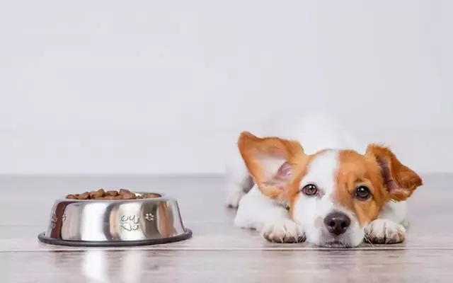 ¿Cómo alimentar a un perro con diarrea? Causas de la diarrea en los perros