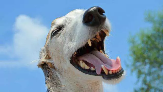 ¿Por qué estornudan los perros cuando juegan? Razones por las que los perros estornudan