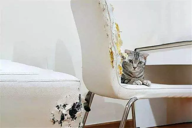 ¿Cómo evitar que los gatos arañen los muebles? Cómo evitar que los gatos arañen las puertas