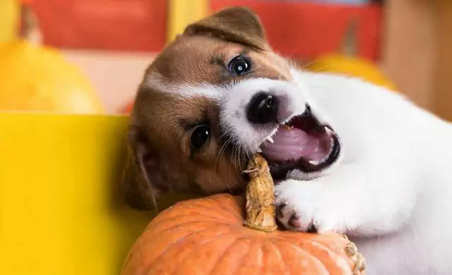 ¿Los perros pueden comer calabaza? Los beneficios de comer calabaza para los perros