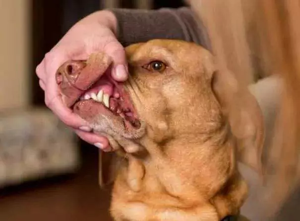 ¿Está más limpia la boca de un perro que la de un humano? La boca de los perros necesita una limpieza regular